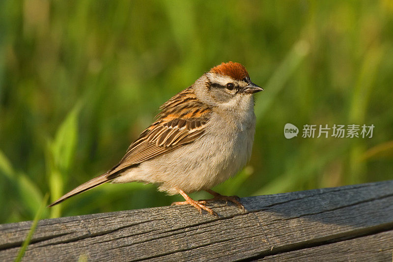 凿麻雀