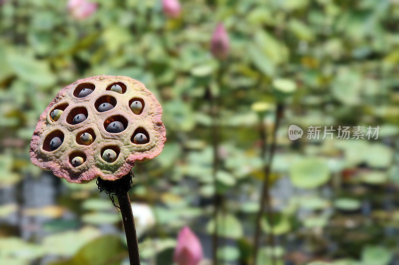 莲花的种子。