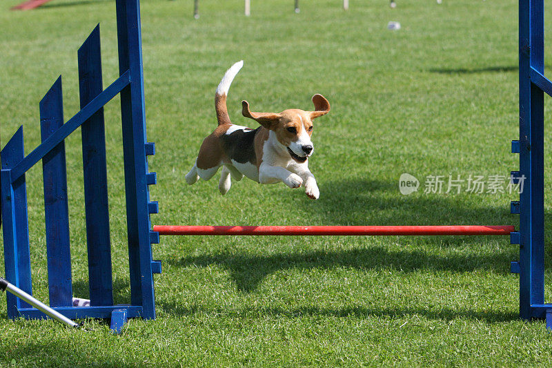 会飞的小猎犬