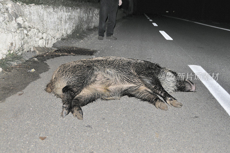 野猪路杀