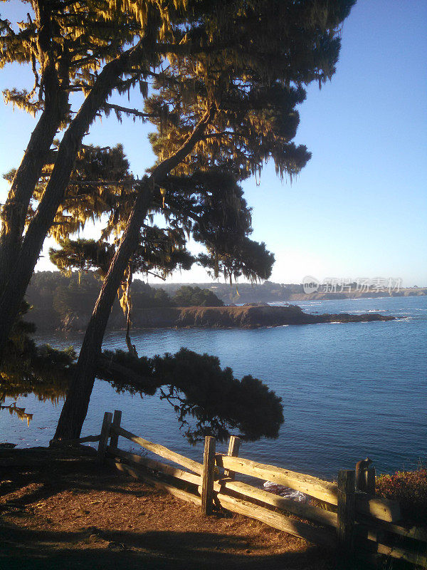老篱笆海岸松树西班牙苔藓门多西诺海岸加利福尼亚