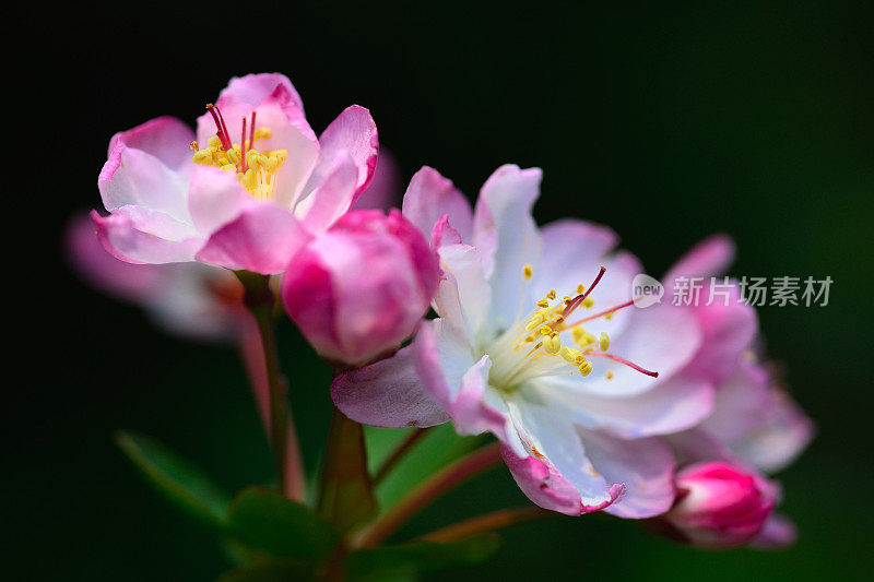 桃花雄蕊02