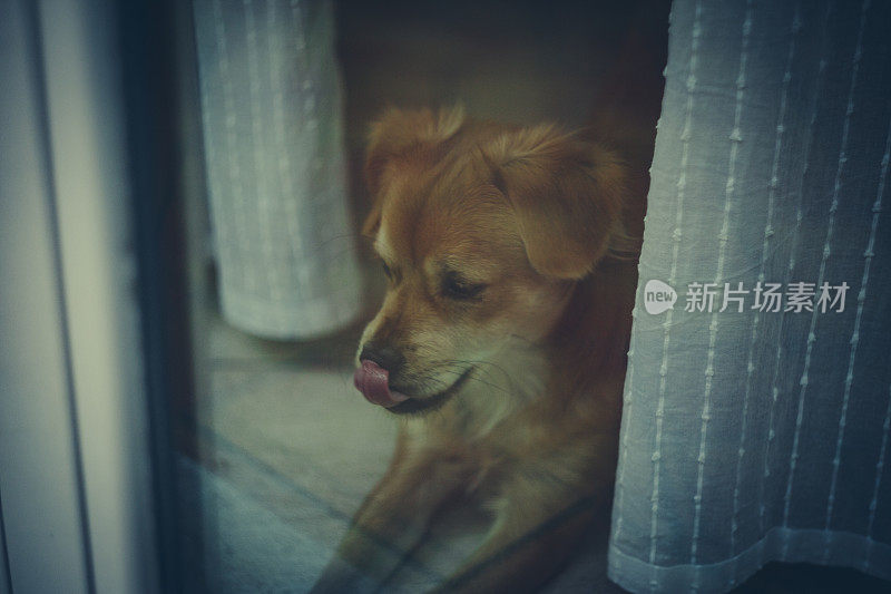 小狗在窗户后面