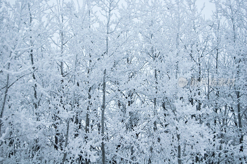 草原上的冬天，树上有厚厚的霜雪