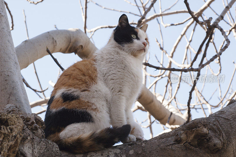 猫坐在树上