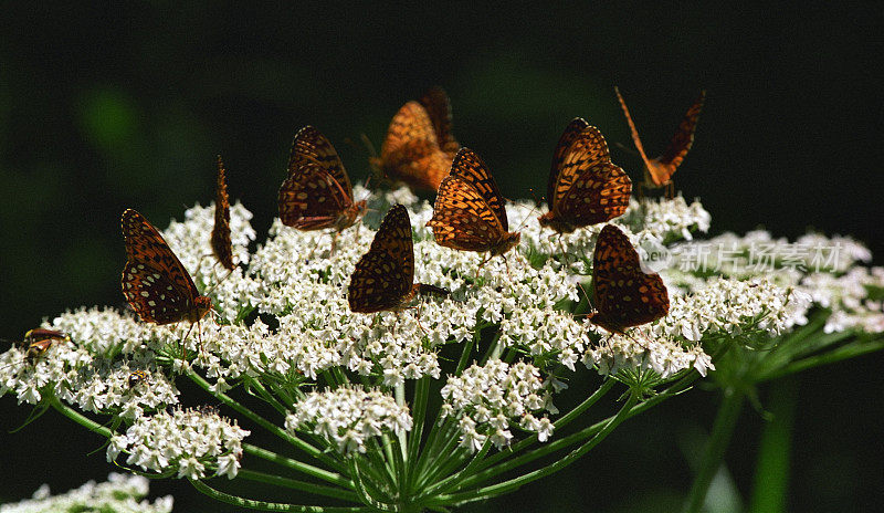科罗拉多州安妮女王花边花上的贝母蝴蝶