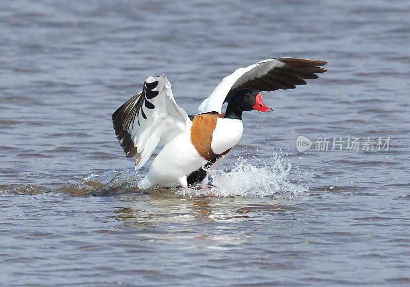 雌麻鸭