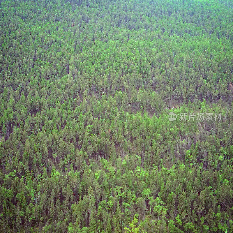 绿色的蒙大拿松树在国家森林