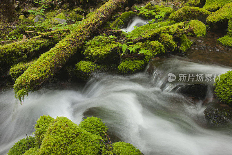 温带雨林溪流