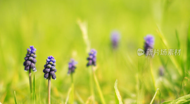 Grape-Hyacinth。