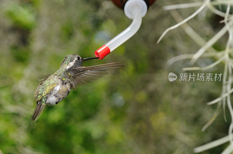 科斯塔的蜂鸟