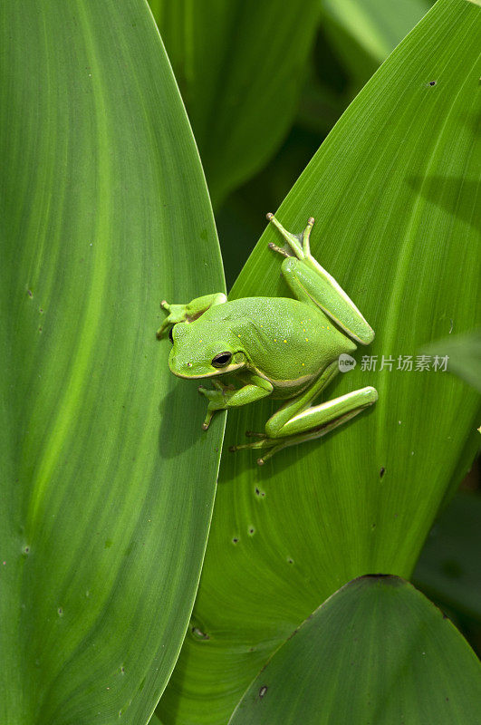 绿色的小青蛙