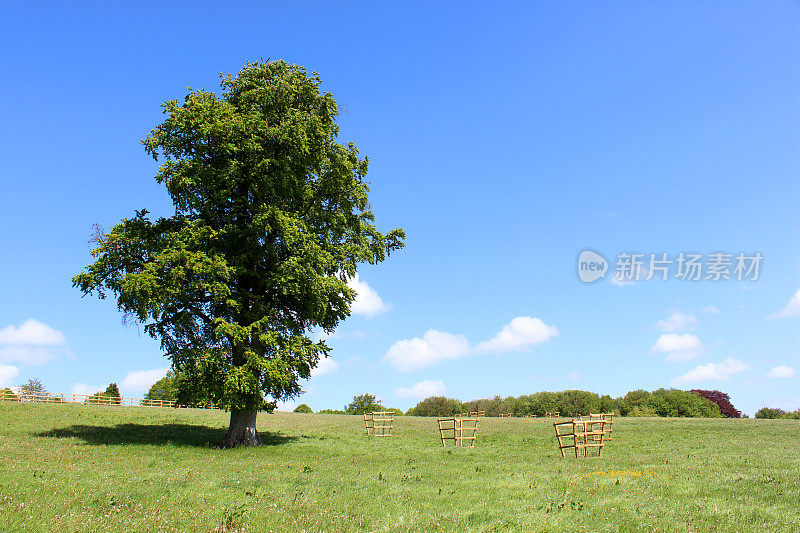 欧洲常见的山毛榉(山毛榉山毛榉属)，生长在绿色的田野中