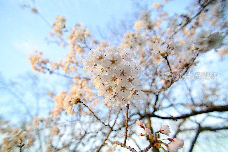 春天的樱花