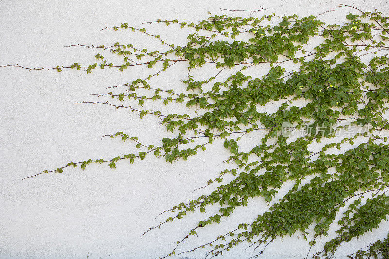 春藤在花园墙上