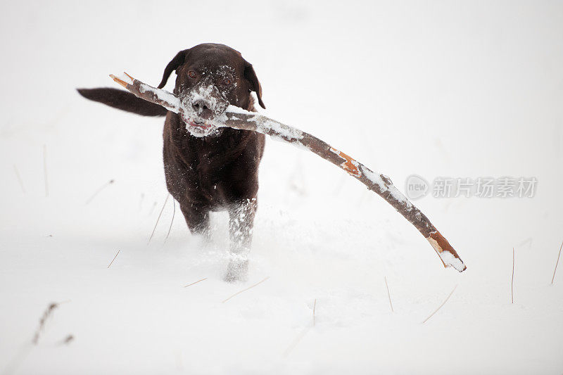 巧克力棕色拉布拉多犬在雪地里捡棍子(XXXL)