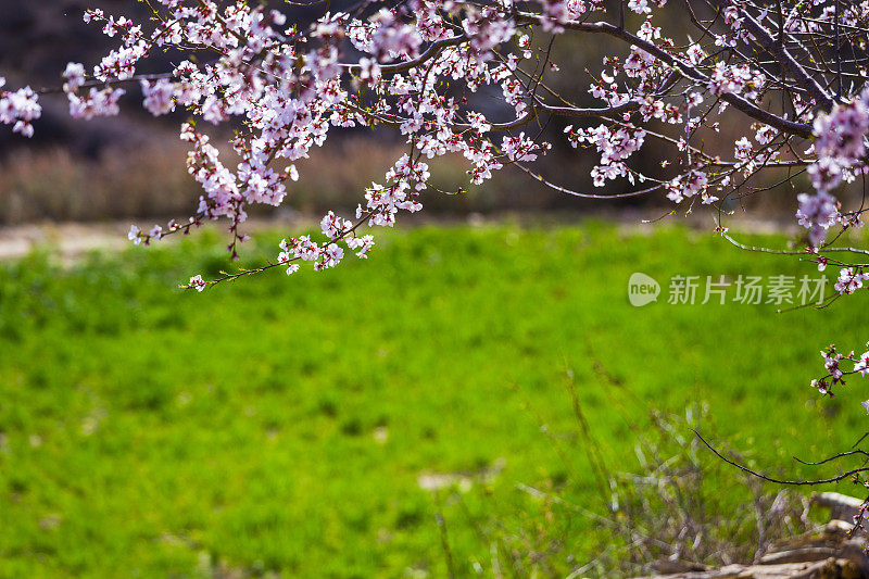 林芝桃花