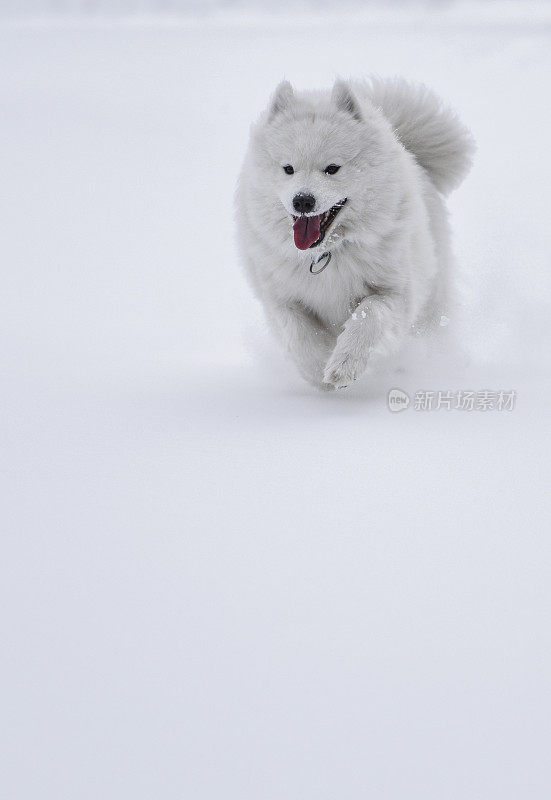 萨莫耶德人在雪