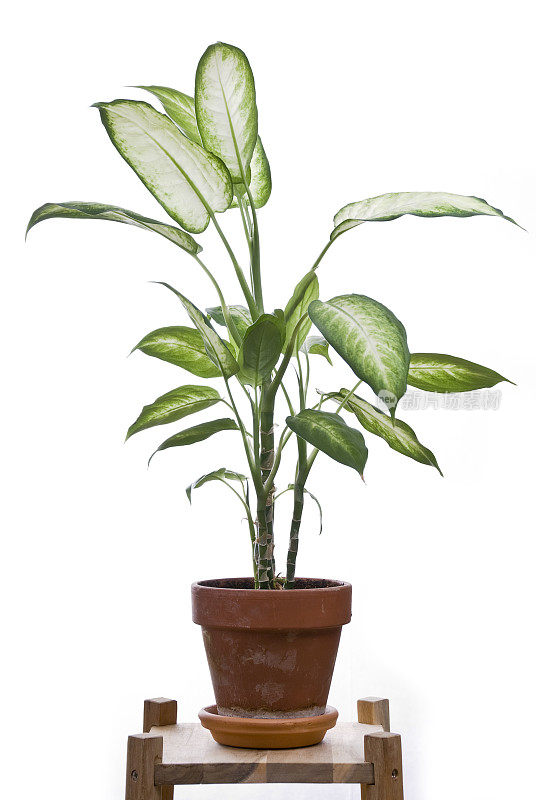 锅内哑藤(Dieffenbachia)