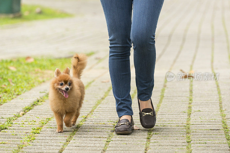 一个年轻女人在遛她的博美犬