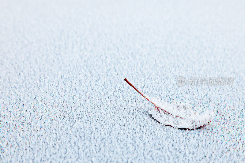 雪上的棕色叶子