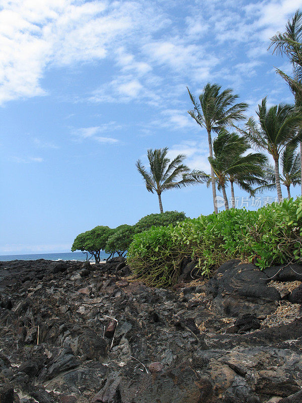 夏威夷棕榈树和熔岩