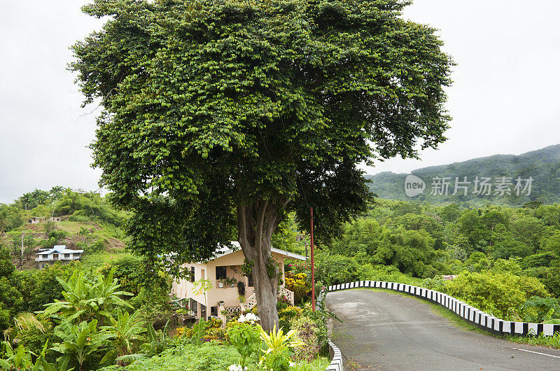 大型热带树