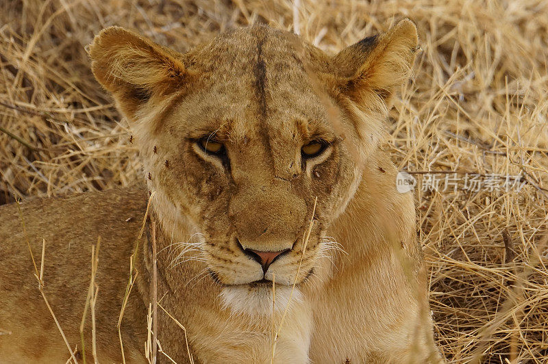非洲狮子