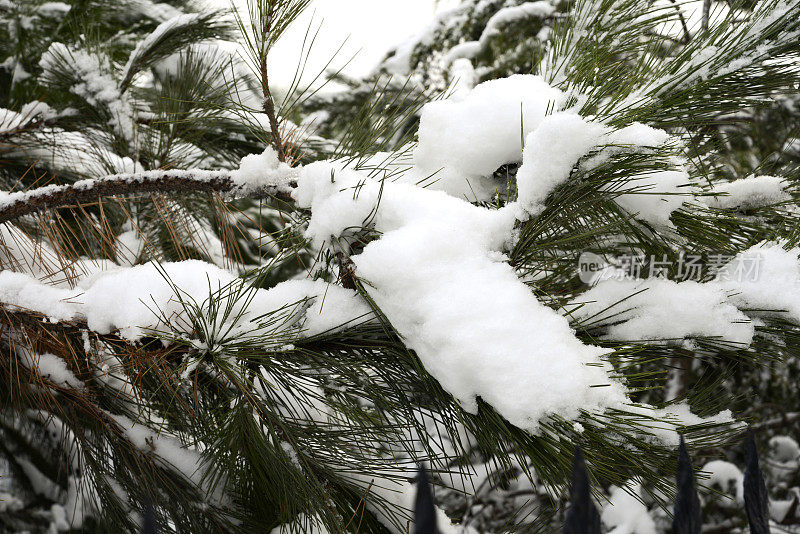 树枝上的雪