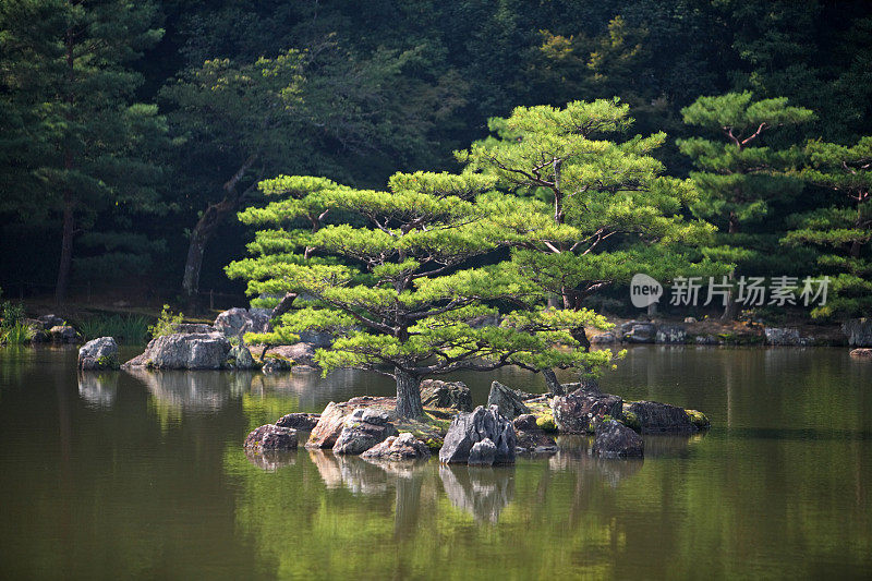 日本京都银杏寺的树木