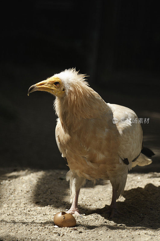 埃及秃鹰