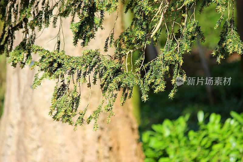 红豆杉(taxus-baccata)的针、细枝和树干图像