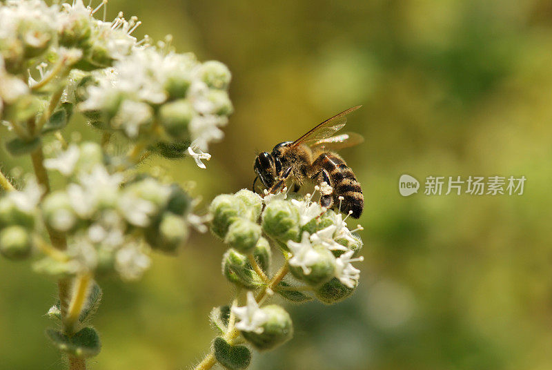 牛至属植物,蜜蜂