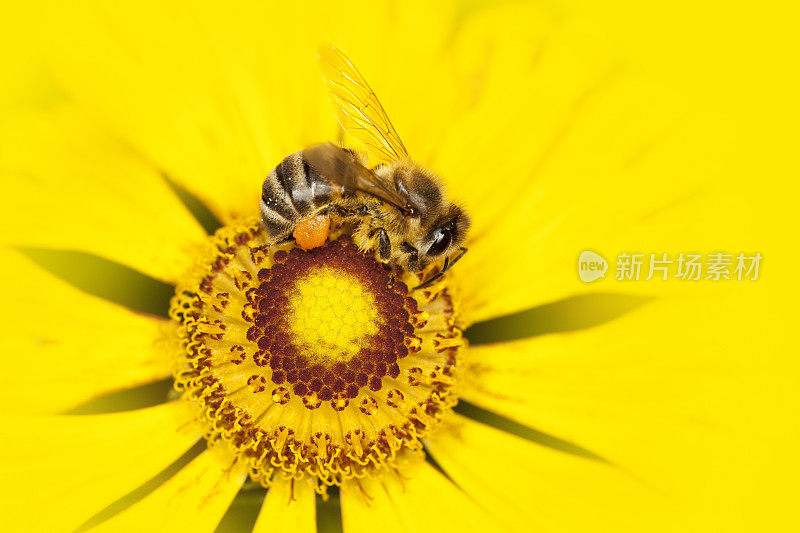 蜜蜂在橙花上采集花粉