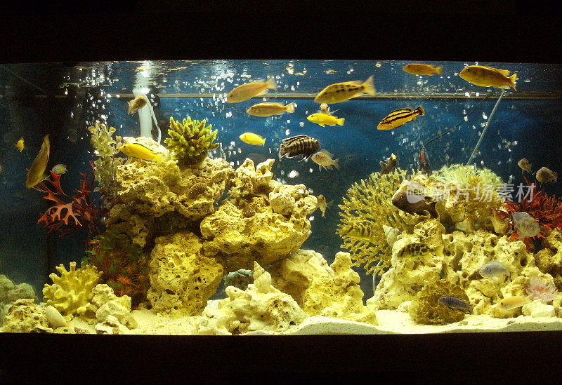 海洋效应的热带水族馆与马拉维慈鲷鱼
