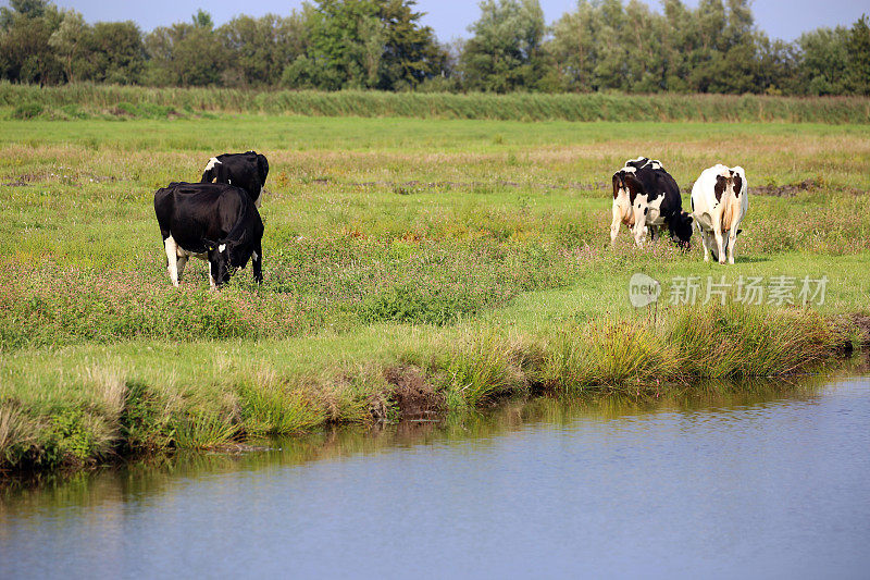 荷兰:赞丹的奶牛