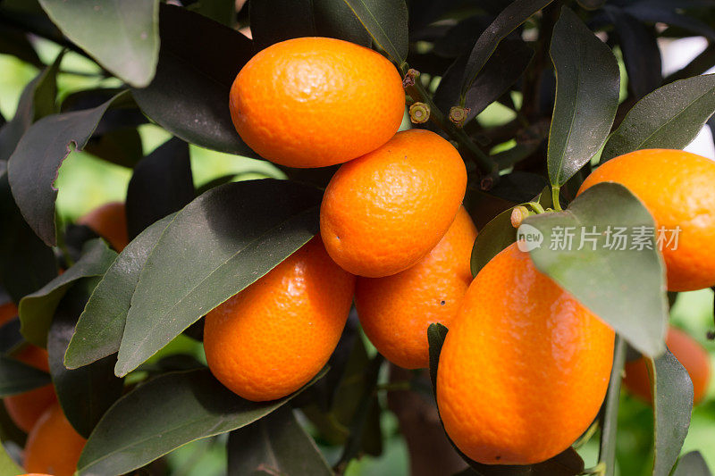 金桔小柑橘类水果