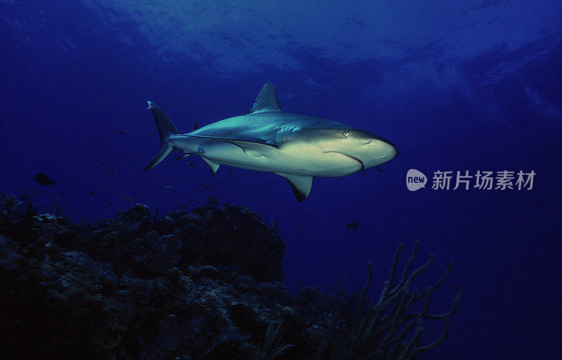 加勒比礁鲨，巴哈马群岛