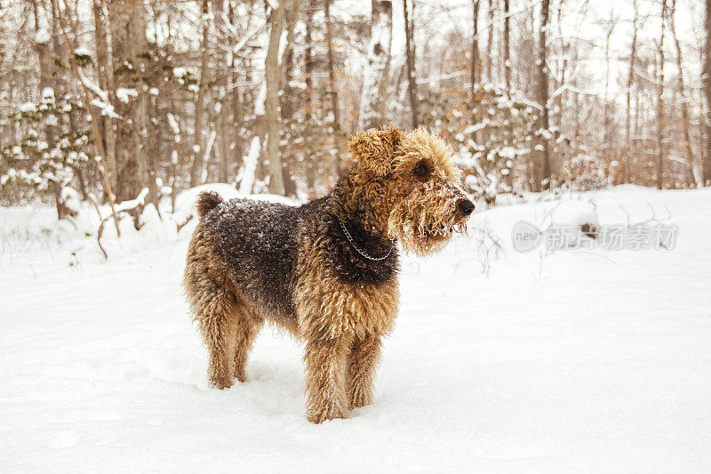 Airedale梗犬在雪中奔跑