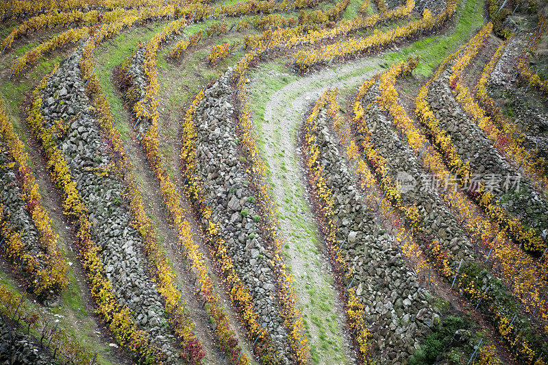 秋季里贝拉萨克拉的梯田葡萄园。