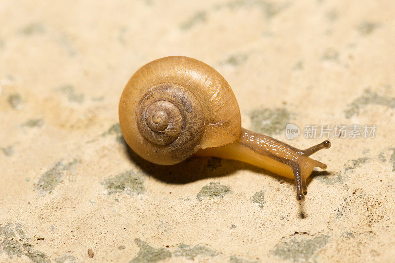 蜗牛和它的壳