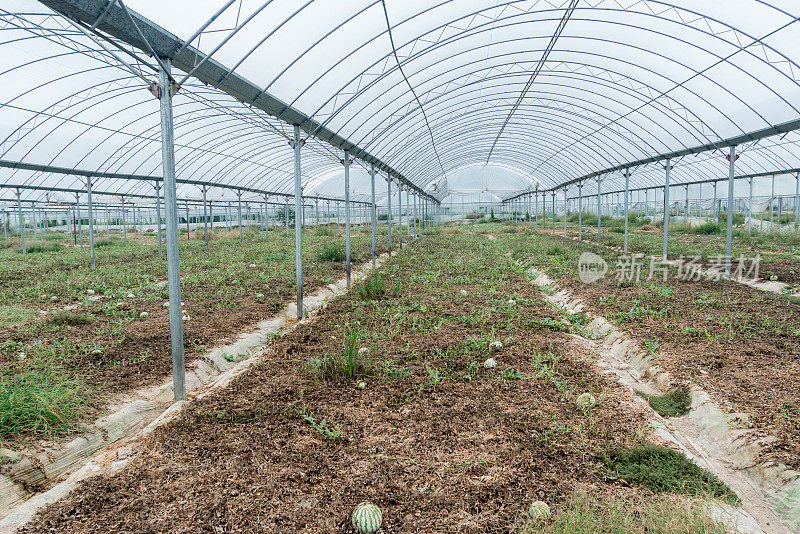 夏后在大棚地里种西瓜