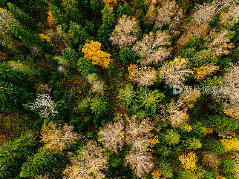 鸟瞰图美丽多彩的森林在秋天