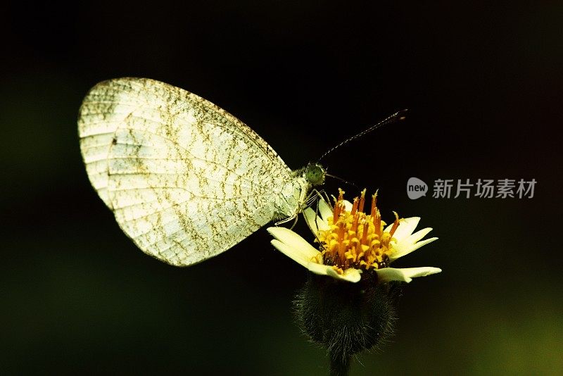 蝴蝶在野花和花粉上。