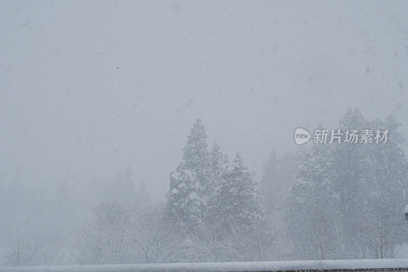 雾中的日本雪松