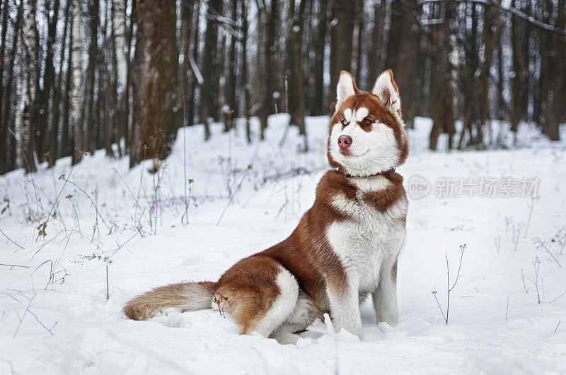 冬季森林里的哈士奇狗的肖像