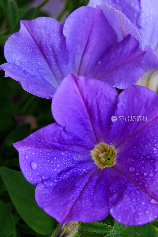 漂亮的紫色佩妮的特写