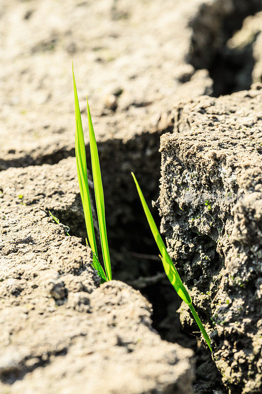 青草在干燥的土地上发芽
