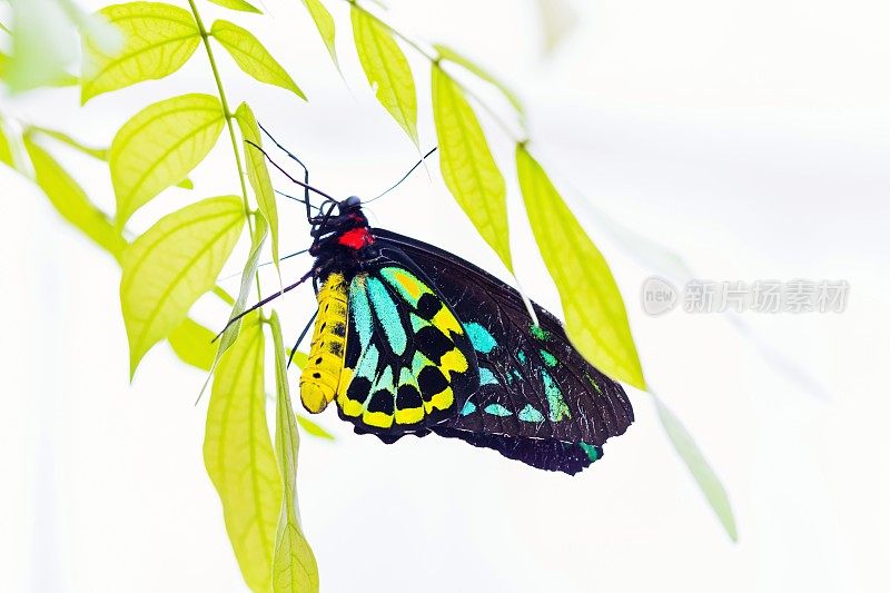 凯恩斯birdwing蝴蝶。