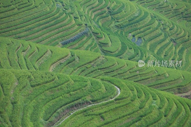 龙胜稻田,